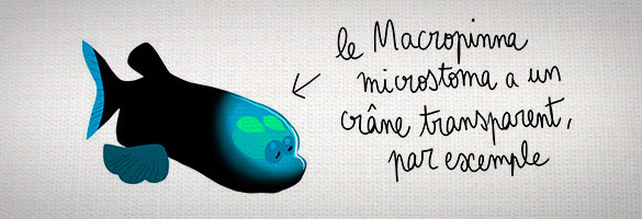 Secouons nous les fesses pour nos océans! fish Secouons nous les fesses pour nos océans!